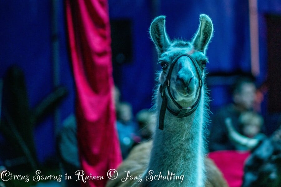Circus Saurus persfoto 3 - Fotograaf Jans Schulting